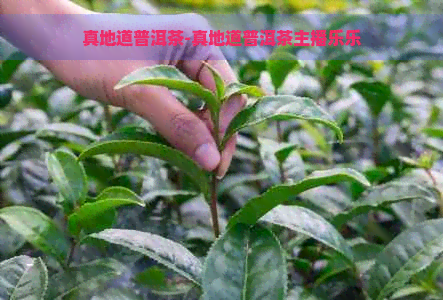 真地道普洱茶-真地道普洱茶主播乐乐