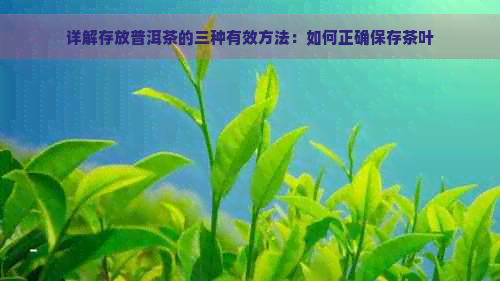 详解存放普洱茶的三种有效方法：如何正确保存茶叶