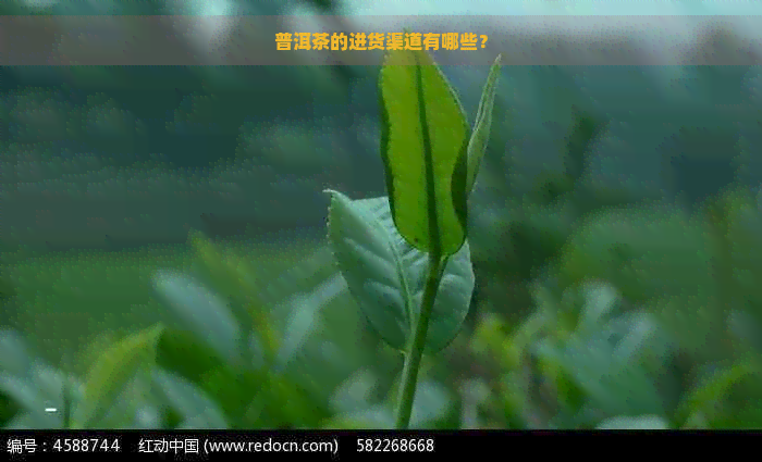 普洱茶的进货渠道有哪些？