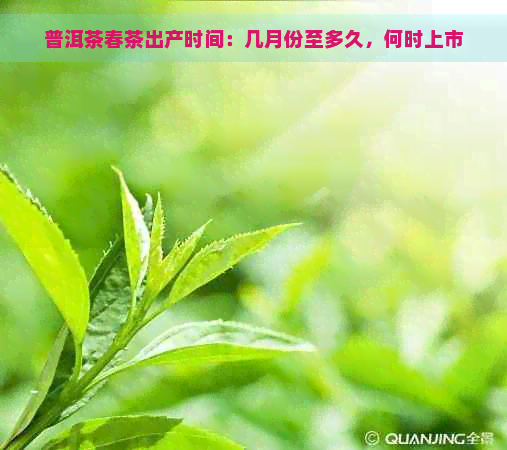 普洱茶春茶出产时间：几月份至多久，何时上市