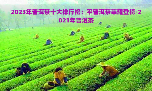 2023年普洱茶十大排行榜：平普洱茶荣耀登榜-2021年普洱茶