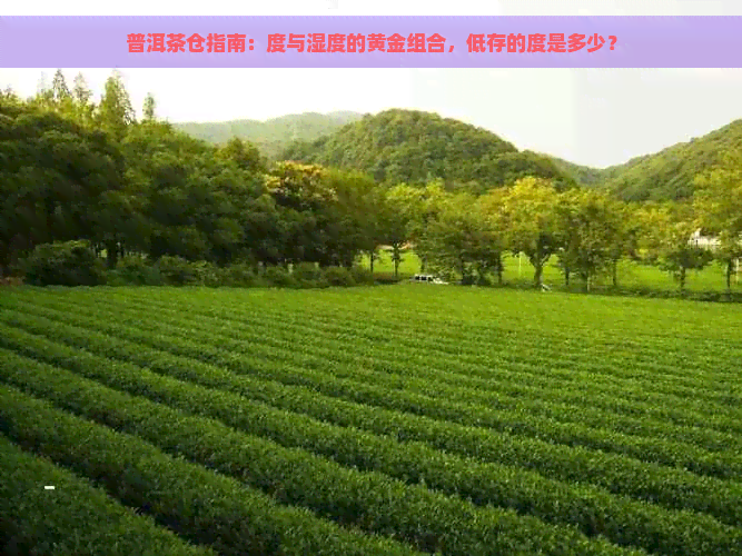 普洱茶仓指南：度与湿度的黄金组合，低存的度是多少？