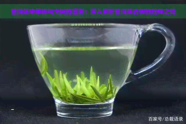 普洱茶中单株与大树的区别：深入解析普洱茶古树的独特之处