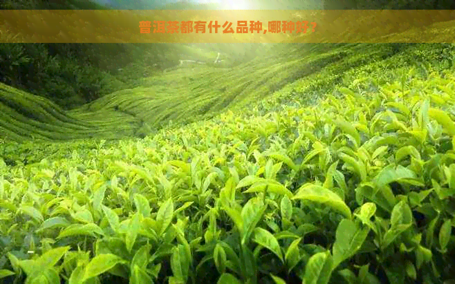 普洱茶都有什么品种,哪种好？