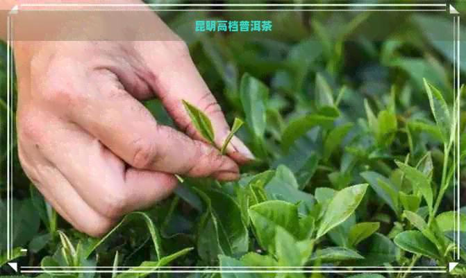 昆明高档普洱茶