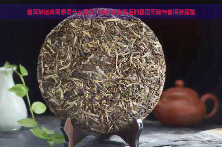 普洱茶返青现象是什么意思？茶叶返青背后的基层奥秘与普洱茶品鉴