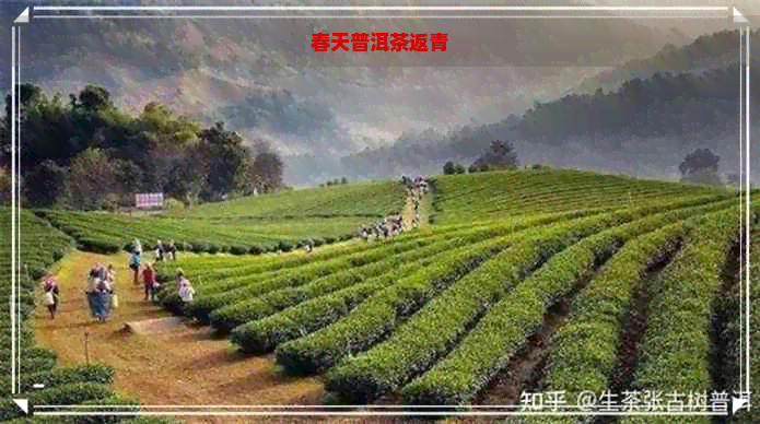 春天普洱茶返青