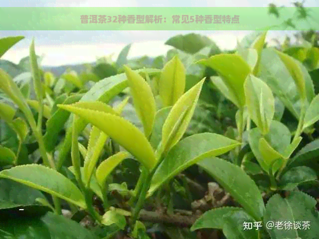 普洱茶32种香型解析：常见5种香型特点