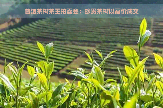 普洱茶树茶王拍卖会：珍贵茶树以高价成交