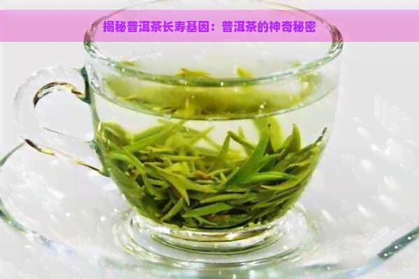 揭秘普洱茶长寿基因：普洱茶的神奇秘密