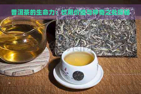 普洱茶的生命力：饮用价值与神奇之处探秘