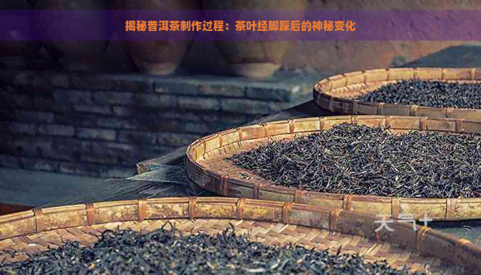 揭秘普洱茶制作过程：茶叶经脚踩后的神秘变化