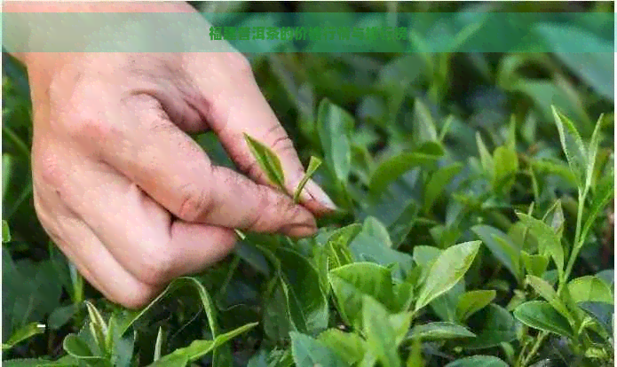 福建普洱茶的价格行情与排行榜