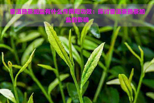 普洱熟茶加盐有什么作用和功效：探讨普洱茶熟茶加盐的影响