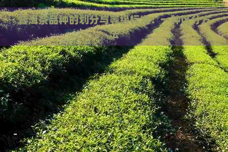 普洱茶品种的划分与等级标准：一种区分方法