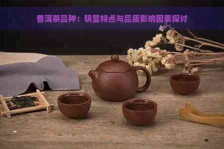 普洱茶品种：明显特点与品质影响因素探讨