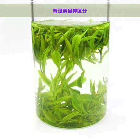 普洱茶品种区分