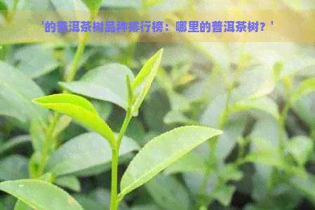 '的普洱茶树品种排行榜：哪里的普洱茶树？'