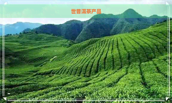 世普洱茶产品