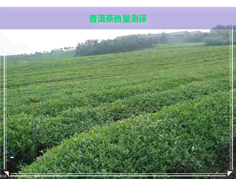 普洱茶热量测评