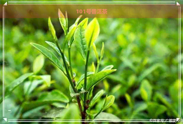 101号普洱茶