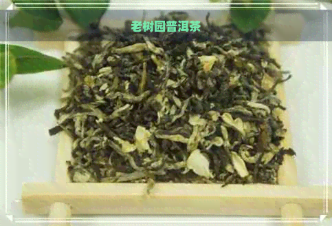 老树园普洱茶