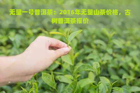 无量一号普洱茶：2016年无量山茶价格，古树普洱茶报价