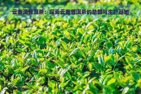 云南洱普洱茶：探索云南普洱茶的总部与生产基地