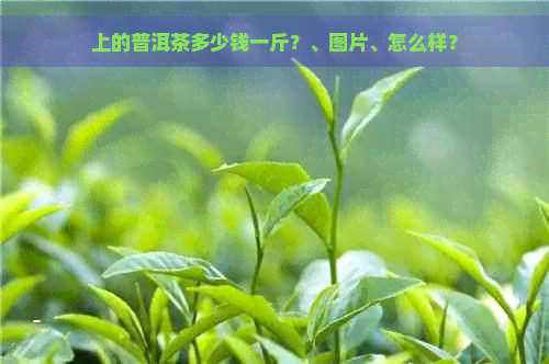 上的普洱茶多少钱一斤？、图片、怎么样？