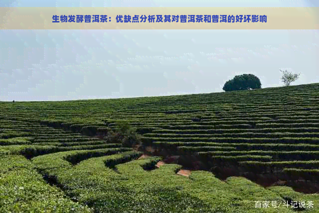 生物发酵普洱茶：优缺点分析及其对普洱茶和普洱的好坏影响