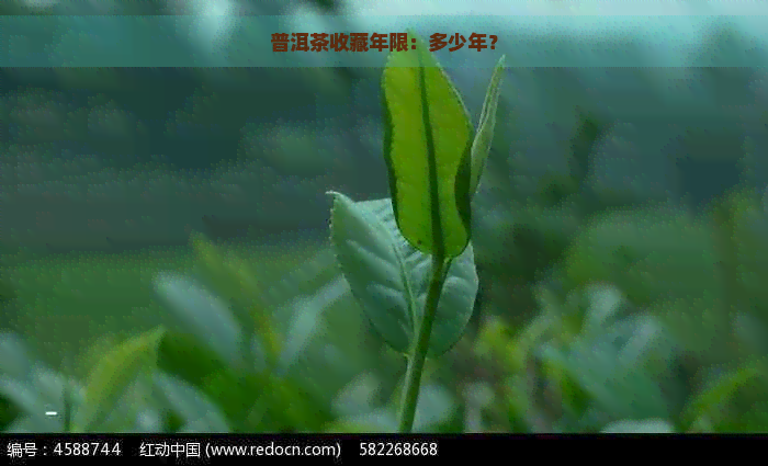 普洱茶收藏年限：多少年？