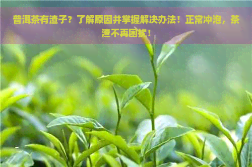 普洱茶有渣子？了解原因并掌握解决办法！正常冲泡，茶渣不再困扰！