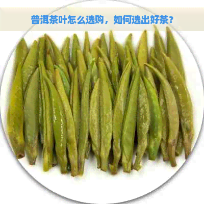 普洱茶叶怎么选购，如何选出好茶？