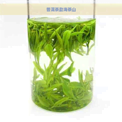 普洱茶勐海茶山