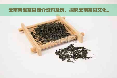 云南普洱茶园简介资料及历，探究云南茶园文化。