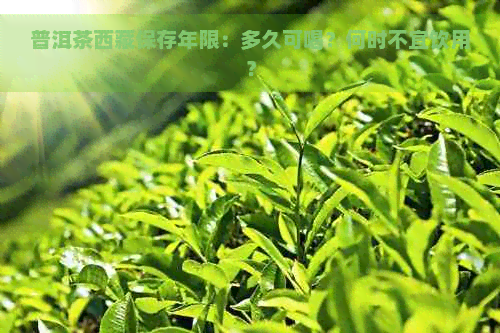 普洱茶     保存年限：多久可喝？何时不宜饮用？