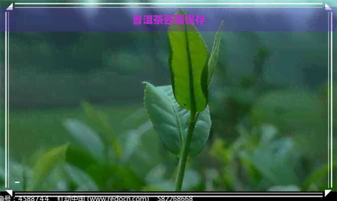 普洱茶     保存