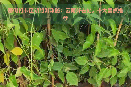 寒假打卡昆明旅游攻略：云南好去处，十大景点推荐