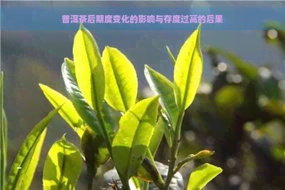 普洱茶后期度变化的影响与存度过高的后果