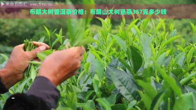 布朗大树普洱茶价格：布朗山大树熟茶357克多少钱