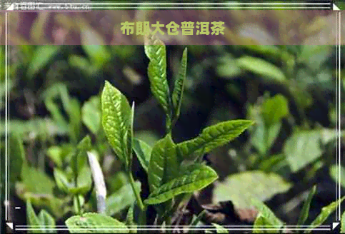 布朗大仓普洱茶