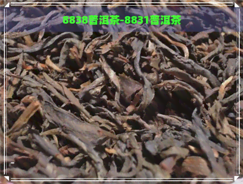 8838普洱茶-8831普洱茶