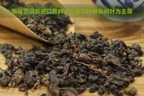 揭秘普洱茶进口原料：云南大叶种茶树叶为主导