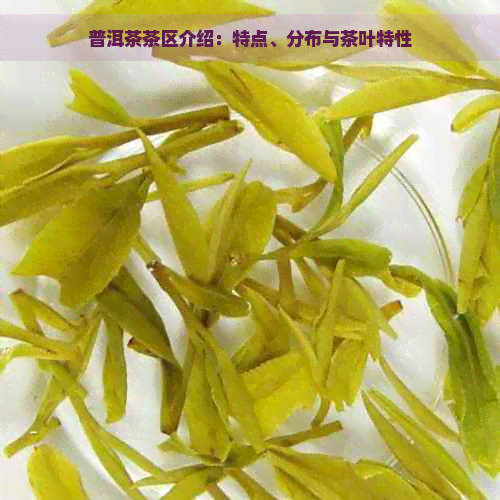 普洱茶茶区介绍：特点、分布与茶叶特性