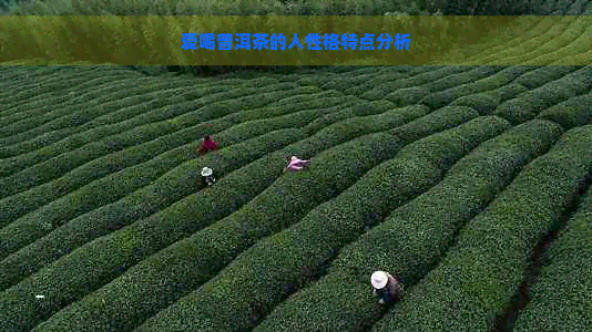 爱喝普洱茶的人性格特点分析