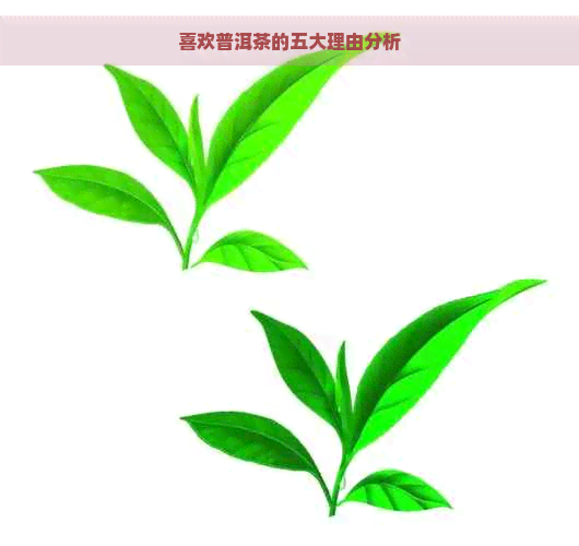 喜欢普洱茶的五大理由分析