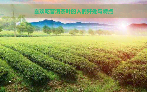 喜欢吃普洱茶叶的人的好处与特点