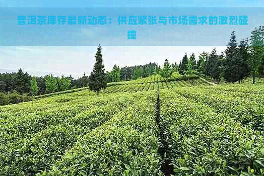 普洱茶库存最新动态：供应紧张与市场需求的激烈碰撞