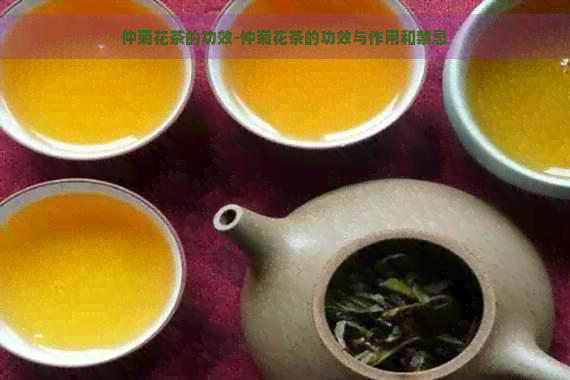 仲菊花茶的功效-仲菊花茶的功效与作用和禁忌