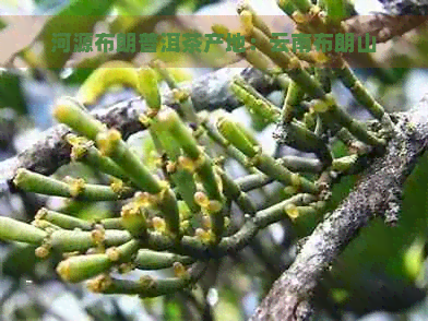 河源布朗普洱茶产地：云南布朗山